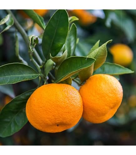 Amazon.com : Brighter Blooms - Owari Satsuma Mandarin Tree